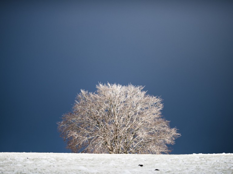 Arbre & neige