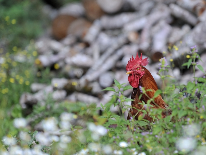 Coq en Aveyron